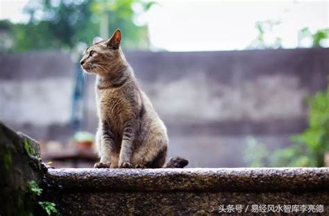 狗來旺 貓來|為什麼大家常說「豬來窮，狗來富，貓來蓋白布」到底。